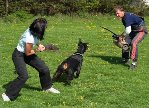 Dogs in training 5/2008